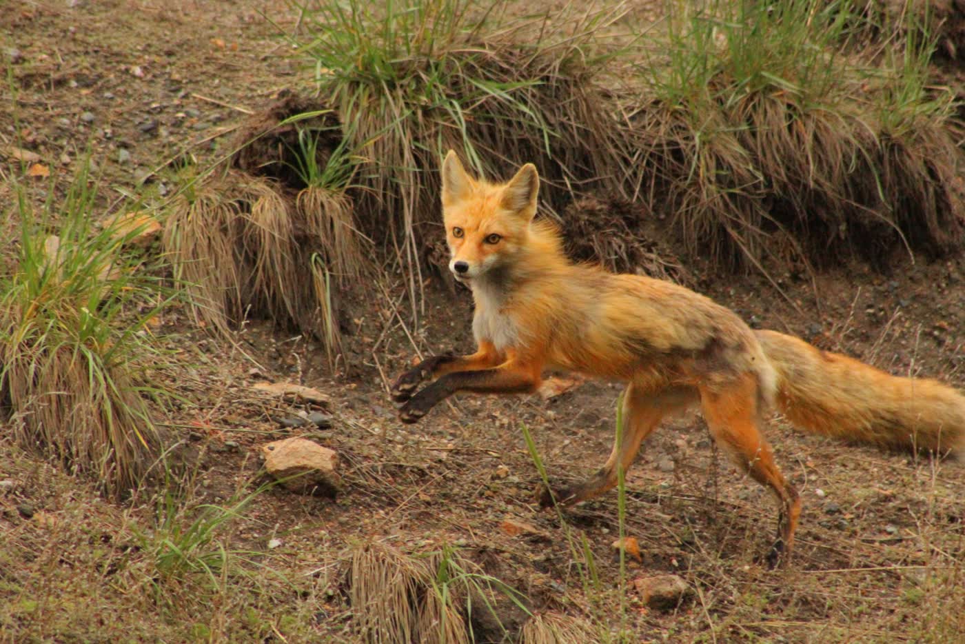 Red fox wildlife sighting on Upper Colorado River float trip