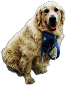Wilson, Liquid Descent guide